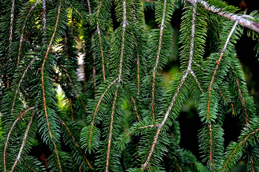 per ultimo, un albero di Natale