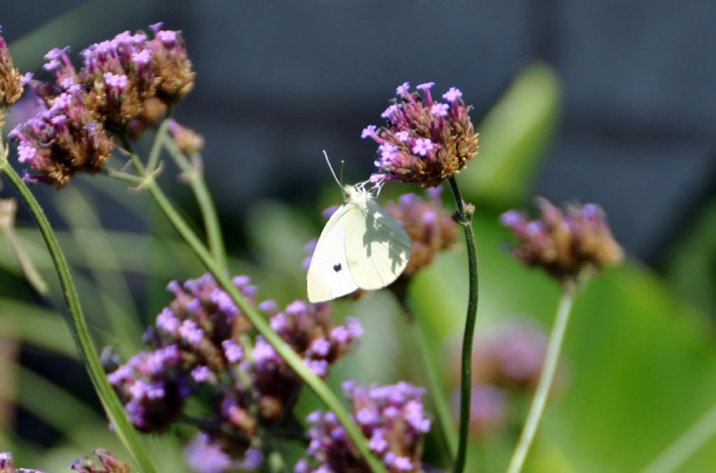 identificazione - Pieris sp.