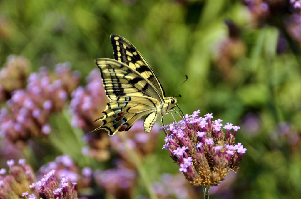 identificazione 2 - Papilio machaon