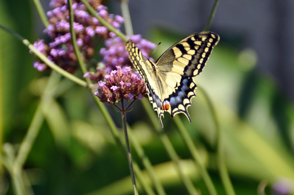 identificazione 2 - Papilio machaon