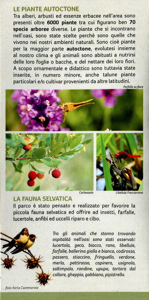 Oasi nella citt