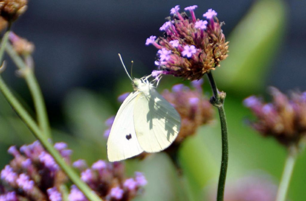 Pieris sp?