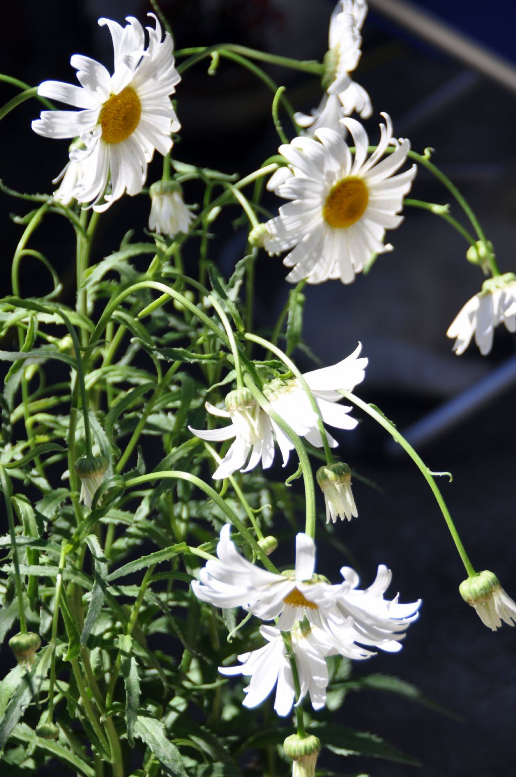 Leucanthemum sp. (Asteraceae)