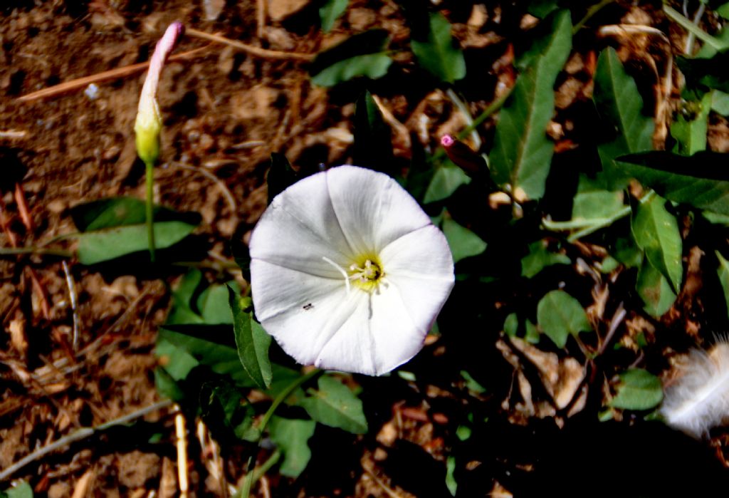 Convolvulus arvensis