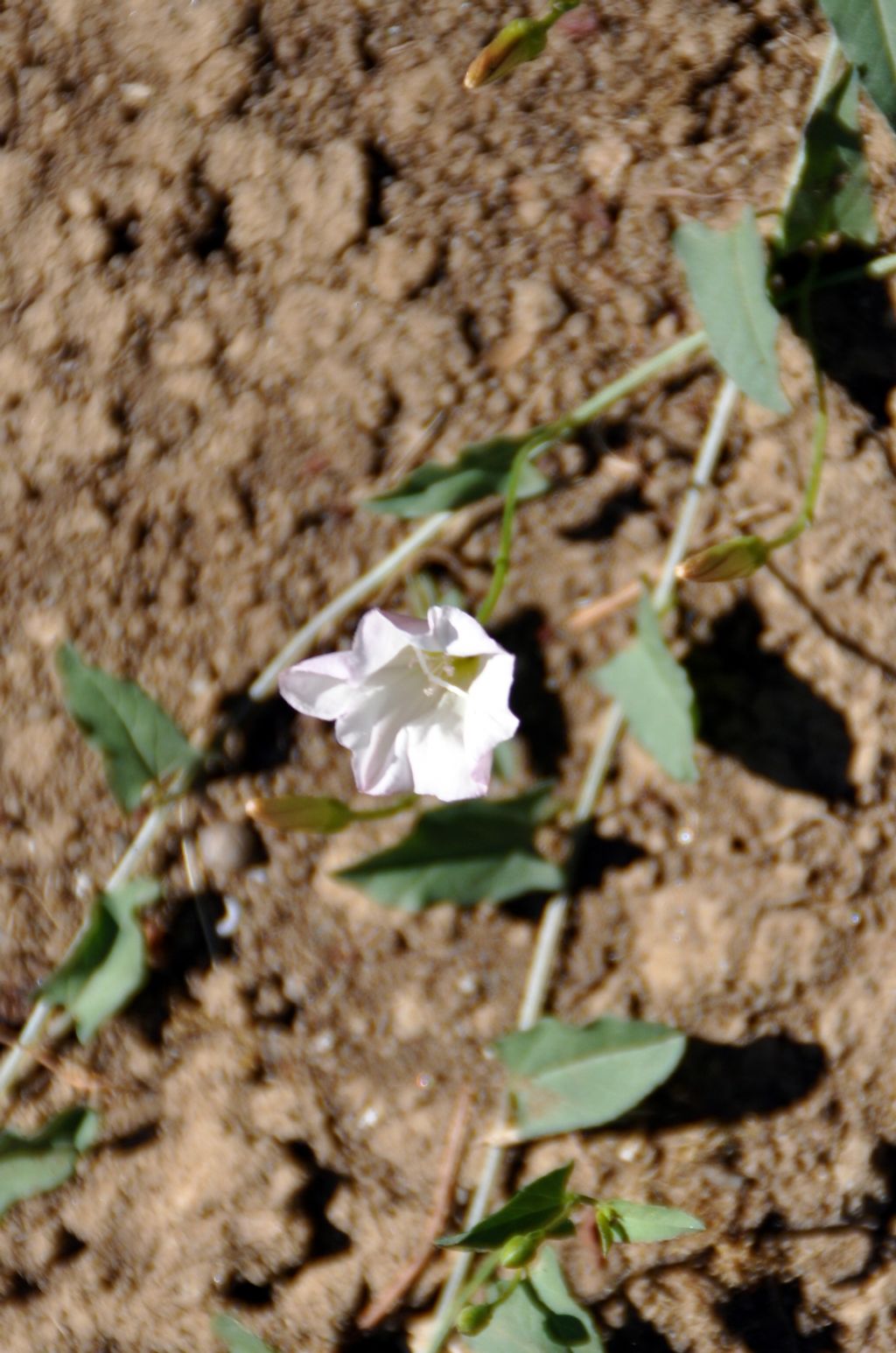 Convolvulus arvensis