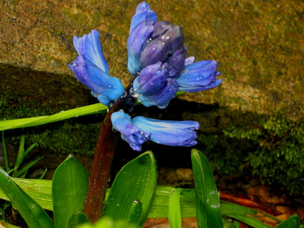 Hyacinthus orientalis (Asparagaceae)