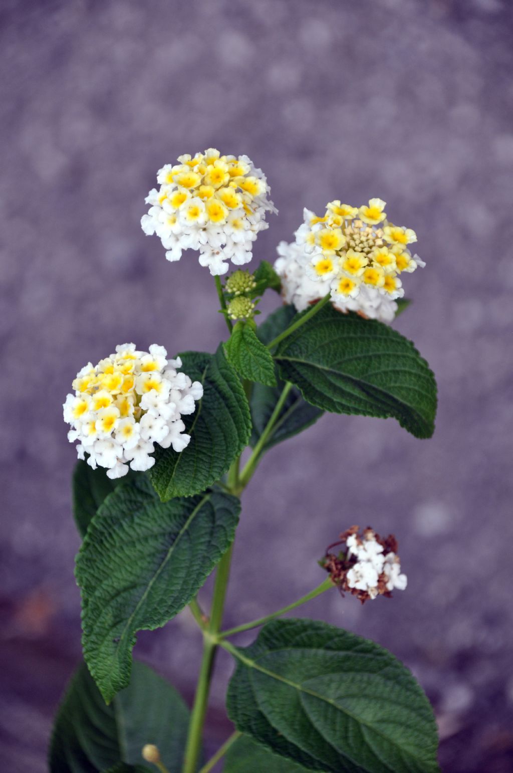 Lantana camara (cultivar) (Verbenaceae)