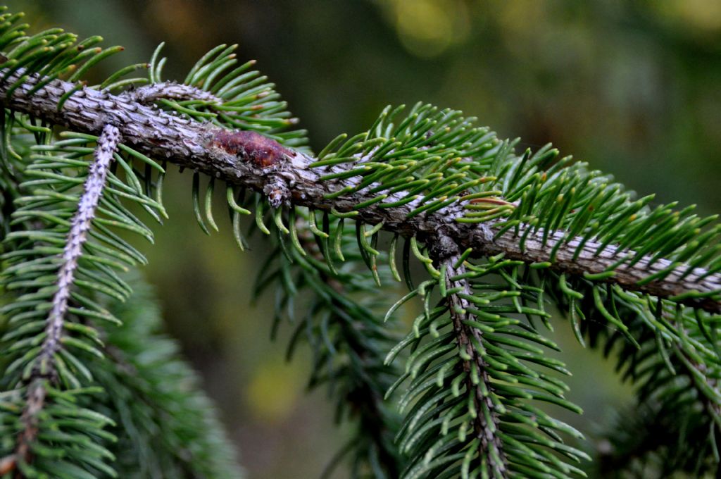 cfr. Picea abies (Abete rosso)