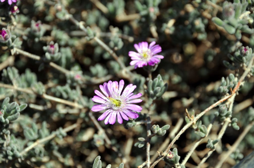Drosanthemum sp.  (Aizoaceae)