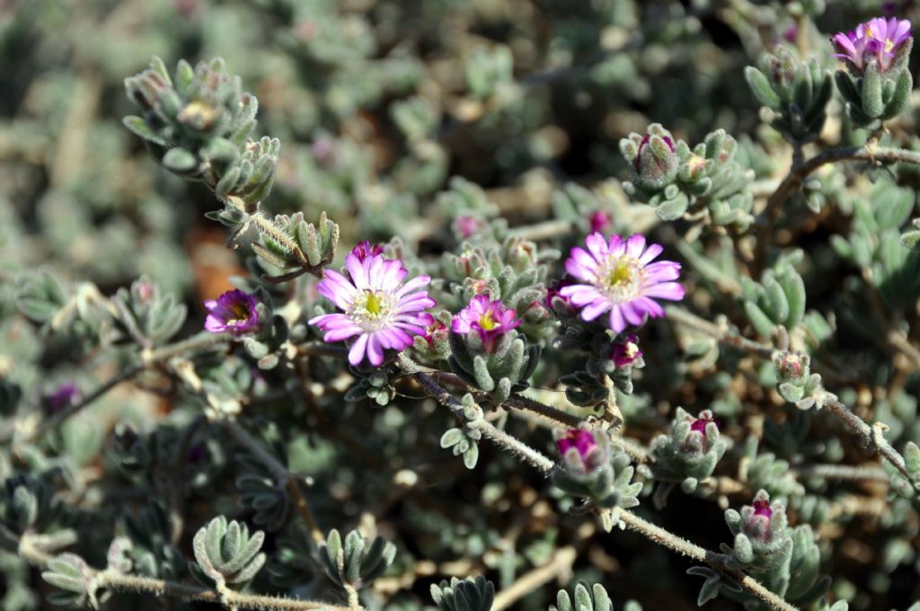 Drosanthemum sp.  (Aizoaceae)