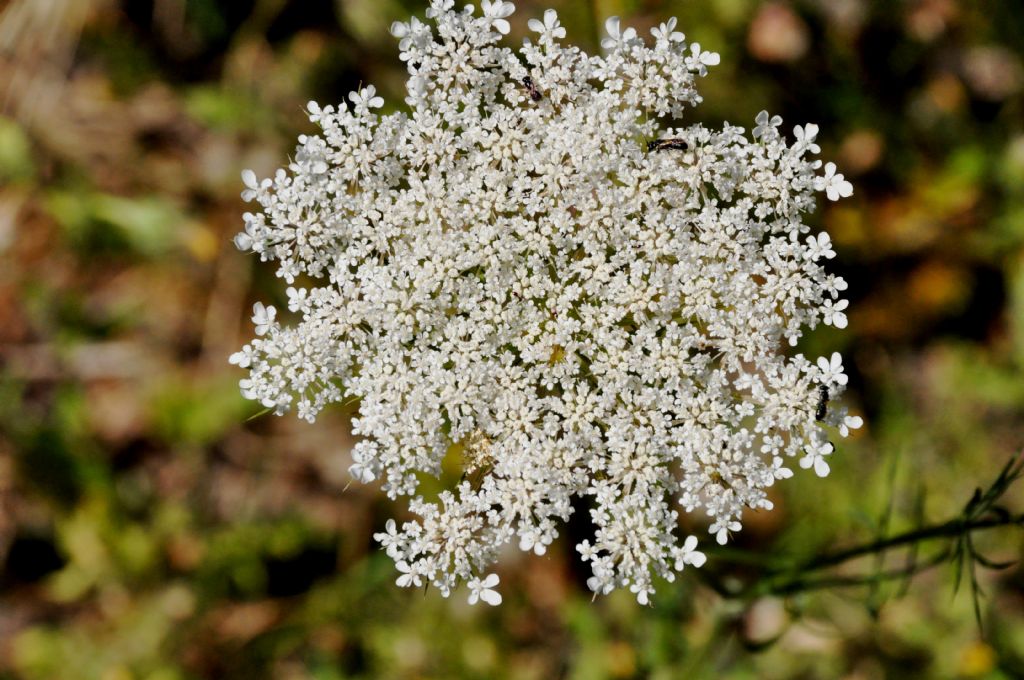 Apiaceae: cfr. Daucus carota