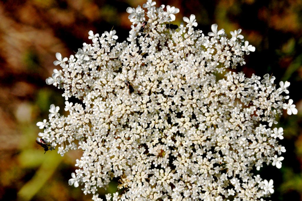 Apiaceae: cfr. Daucus carota