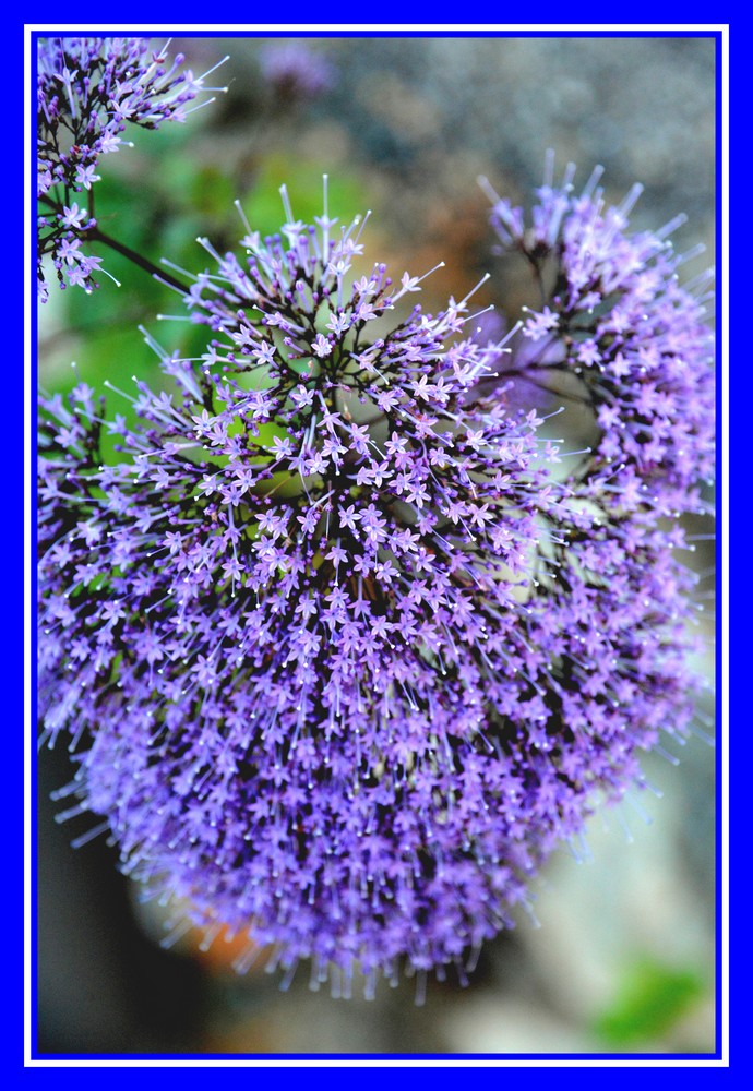 Trachelium caeruleum