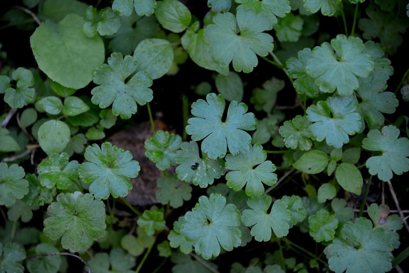 Geranium lucidum