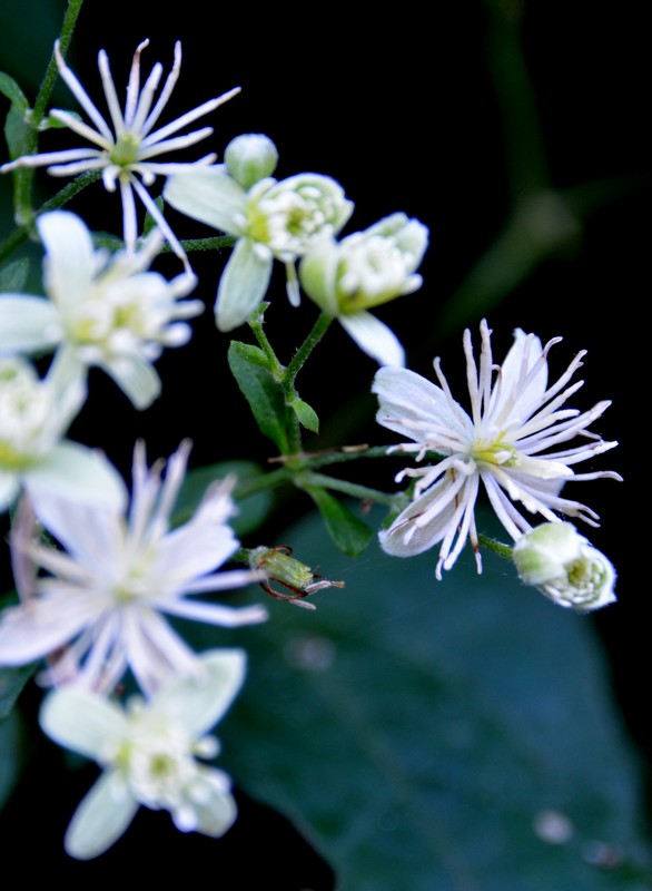 Clematis vitalba