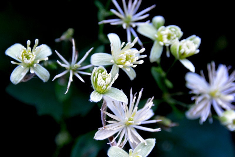 Clematis vitalba