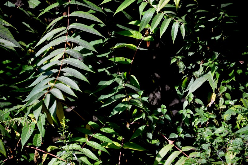 Ailanthus altissima