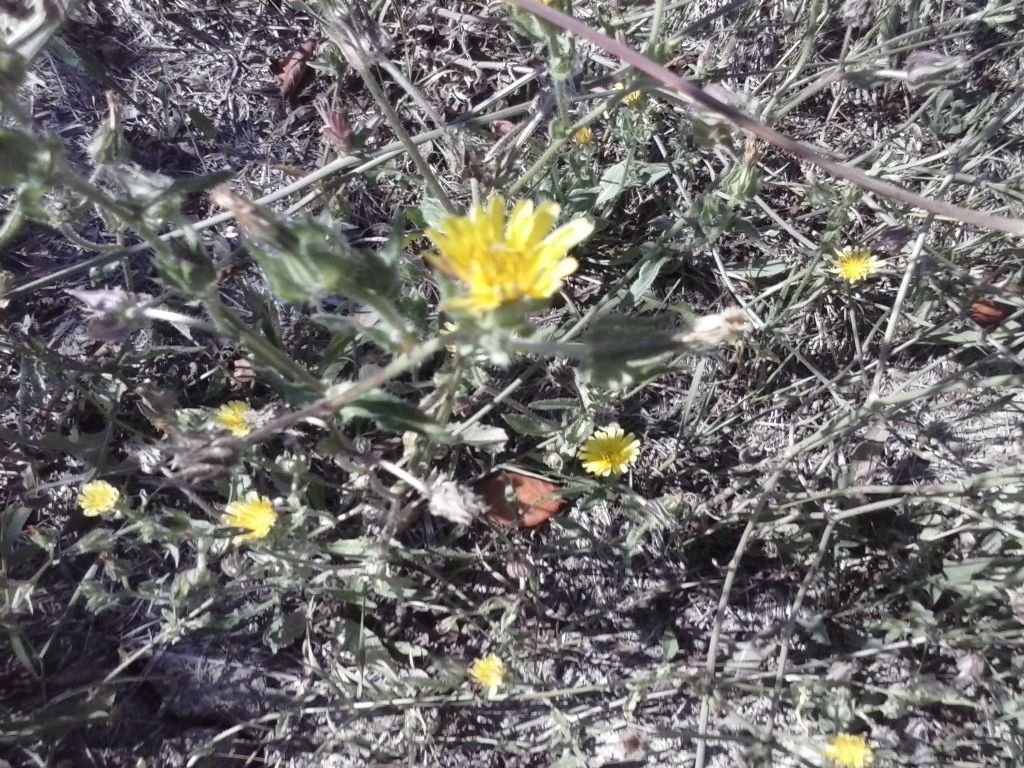 Helminthotheca echioides