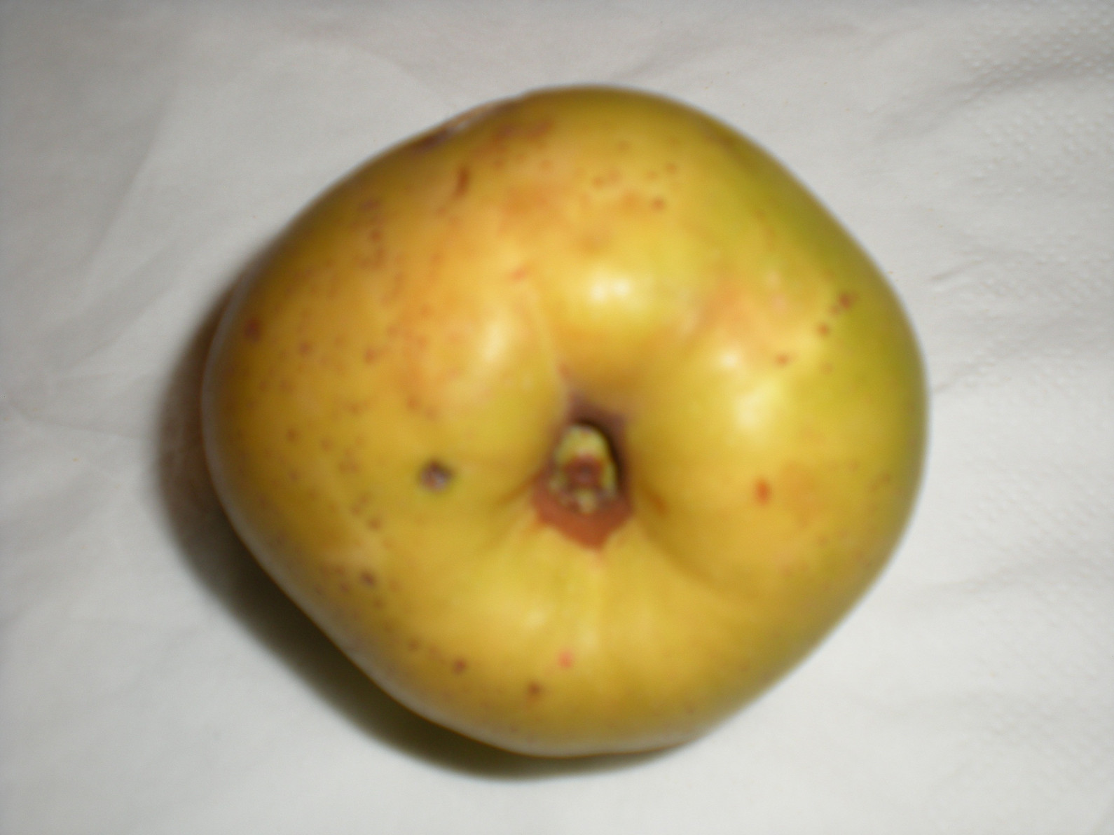 E'' un sorbo? no, Pyrus sp. (Rosaceae)