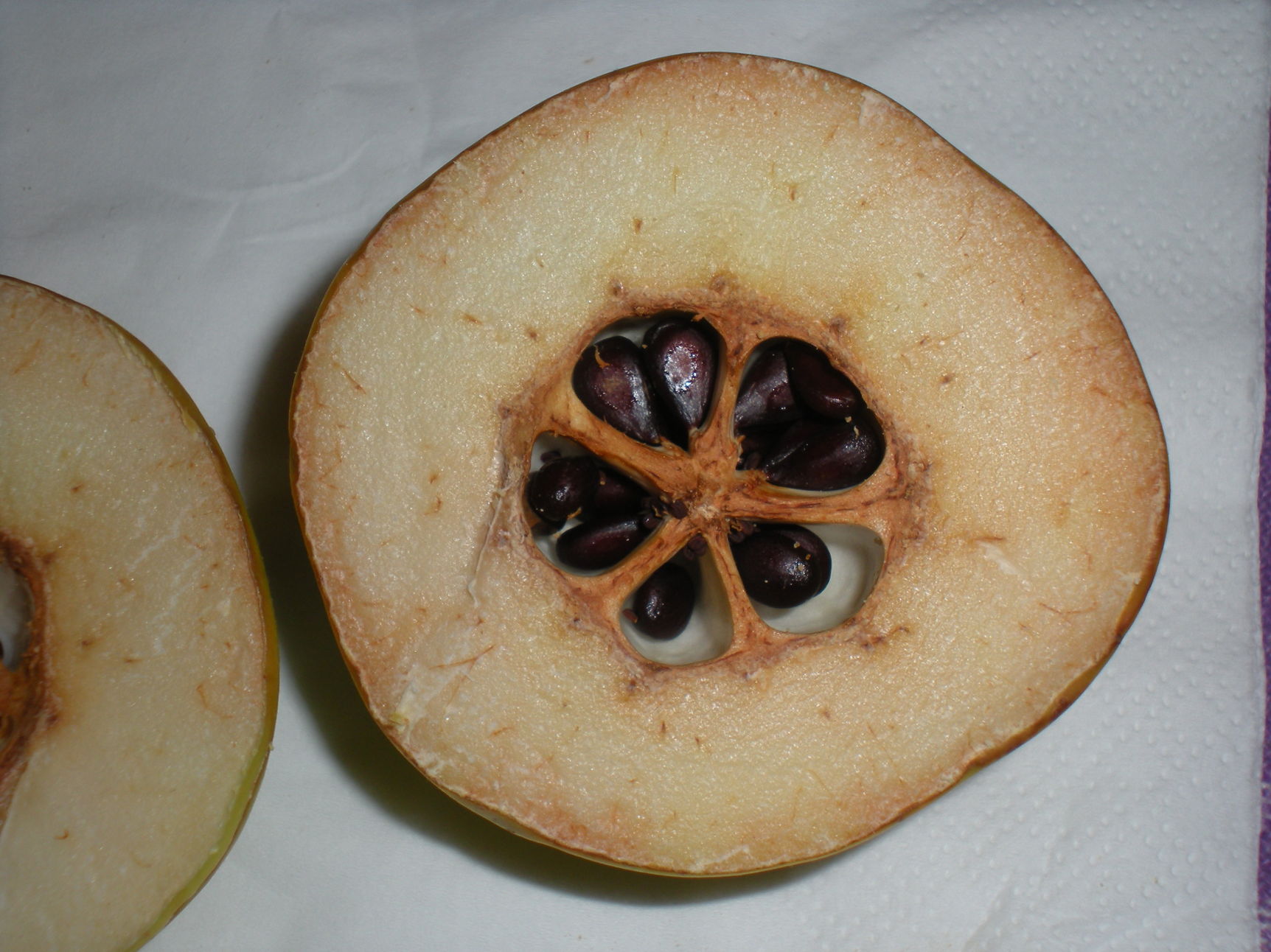 E'' un sorbo? no, Pyrus sp. (Rosaceae)