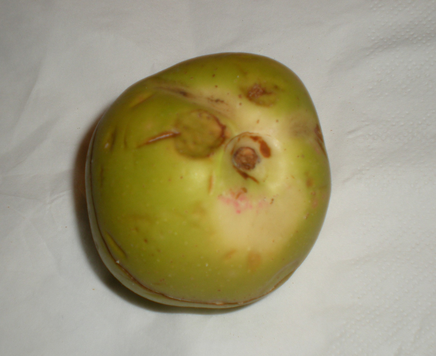 E'' un sorbo? no, Pyrus sp. (Rosaceae)