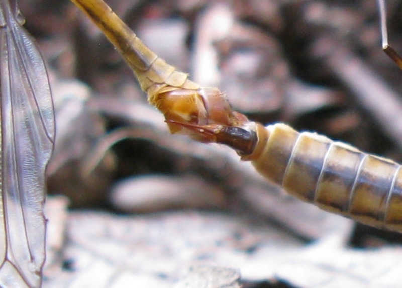 tipulidae da determinare 1?
