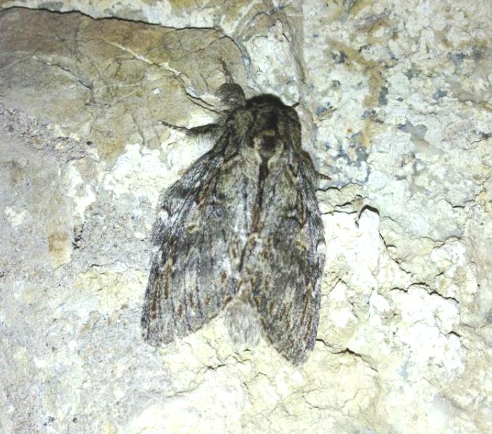 Noctuidae da determinare 1 ?