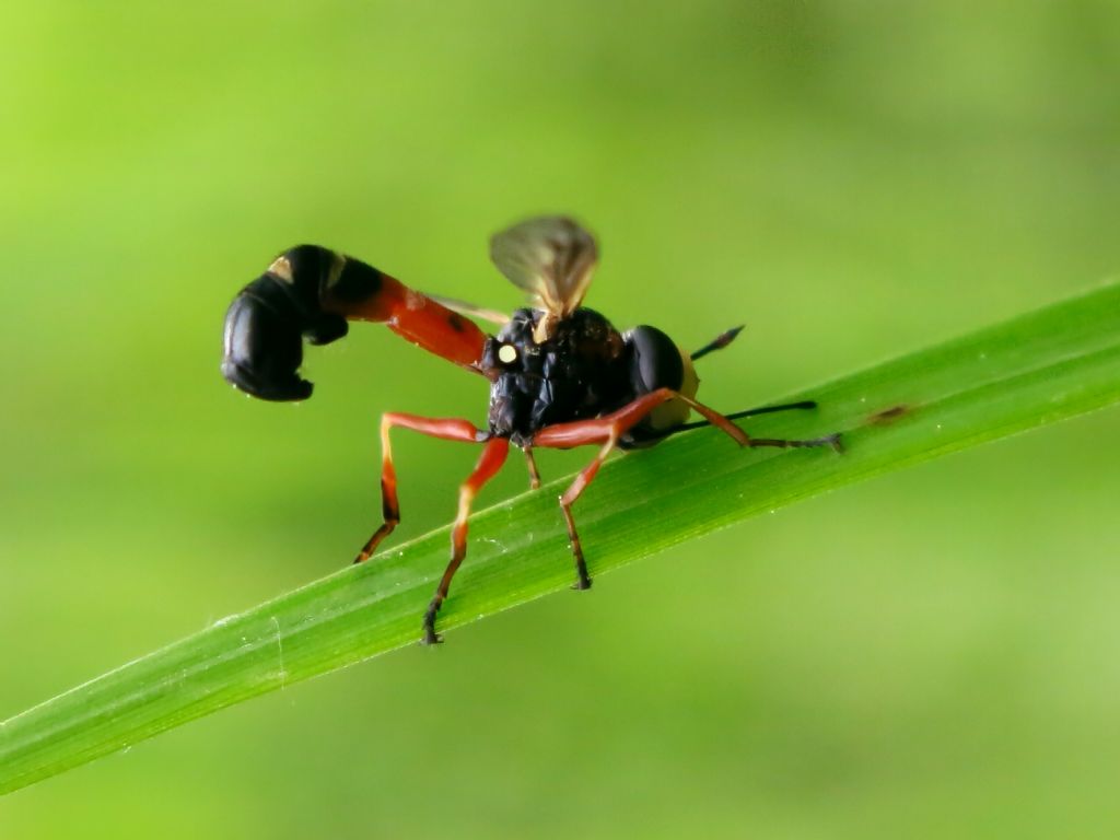 Conopidae - Physocephala vittata?       S