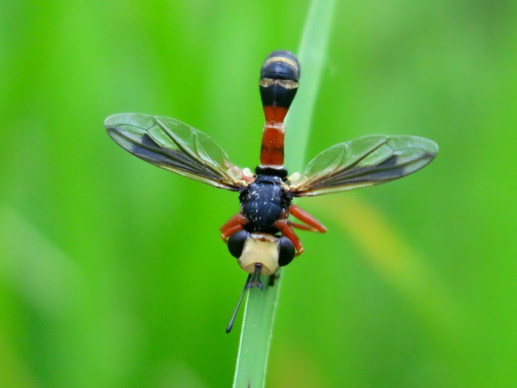 Conopidae - Physocephala vittata?       S