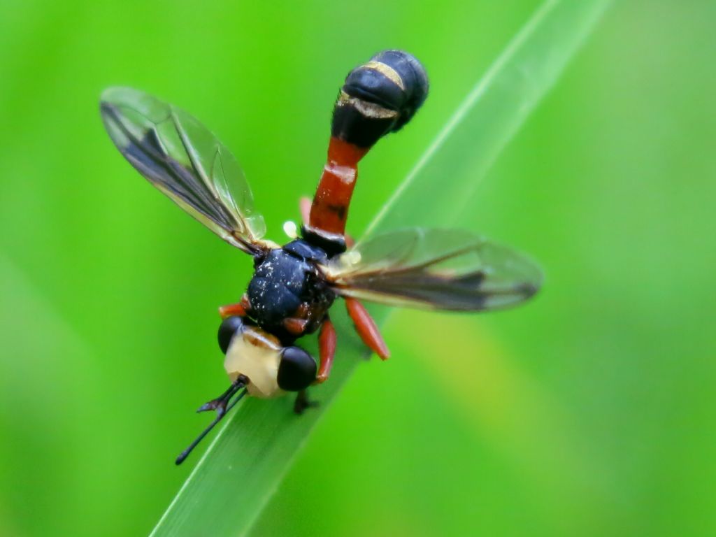 Conopidae - Physocephala vittata?       S