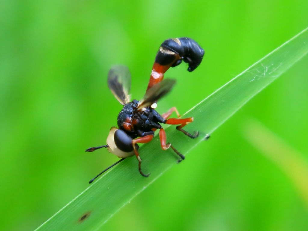 Conopidae - Physocephala vittata?       S