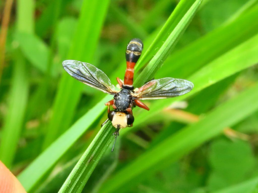 Conopidae - Physocephala vittata?       S