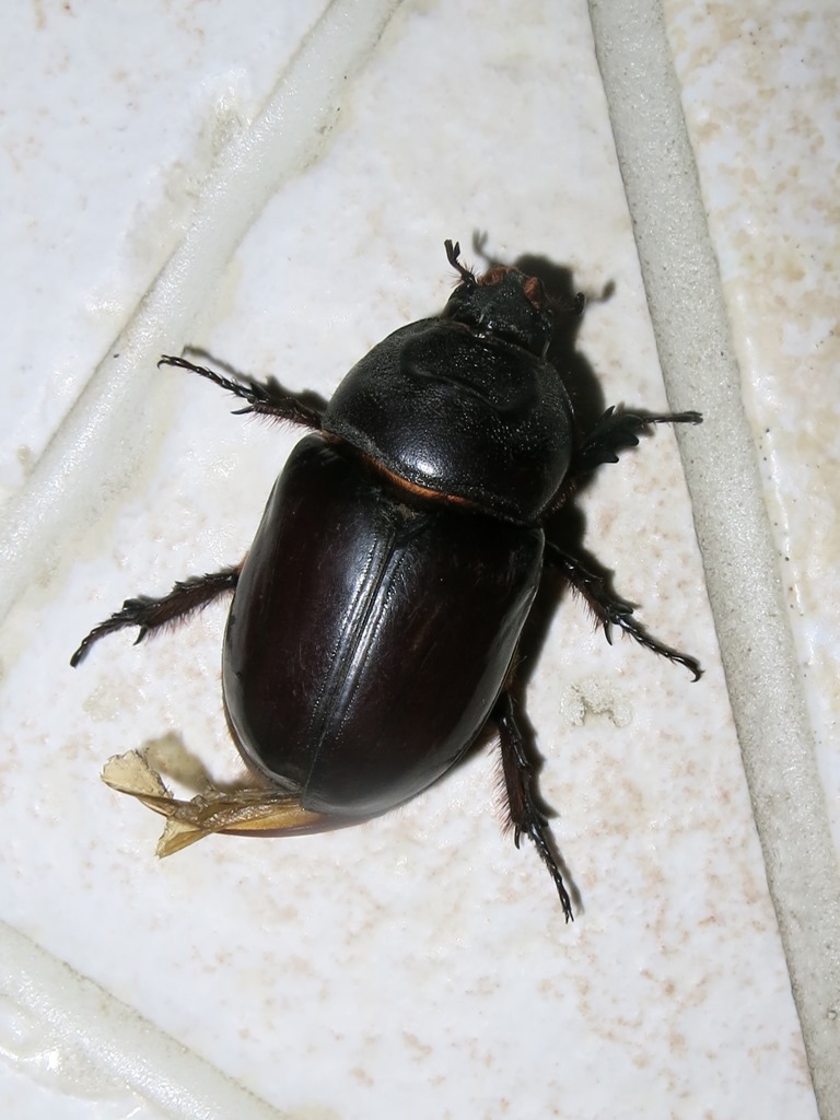 Dynastidae - Oryctes nasicornis?  S, femmina