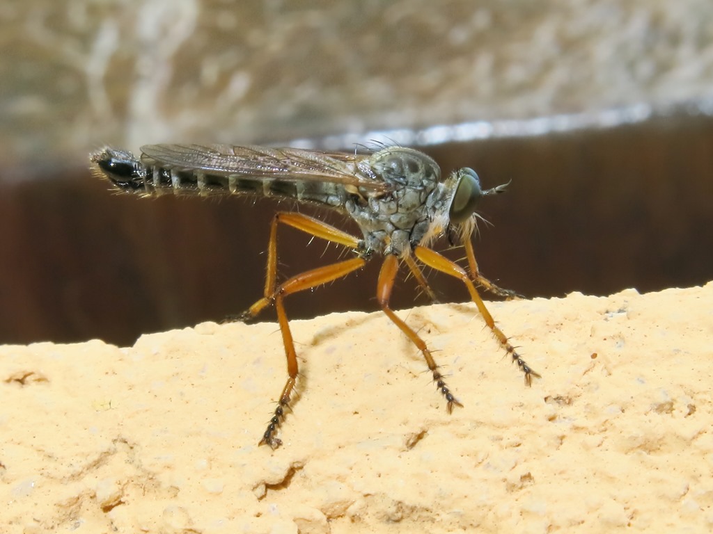 Asilidae - Neomochtherus pallipes maschio e femmina? Si