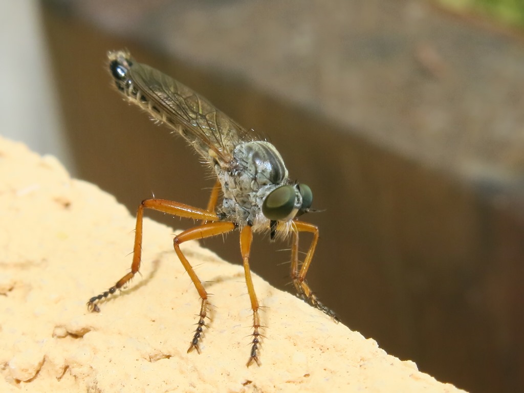 Asilidae - Neomochtherus pallipes maschio e femmina? Si