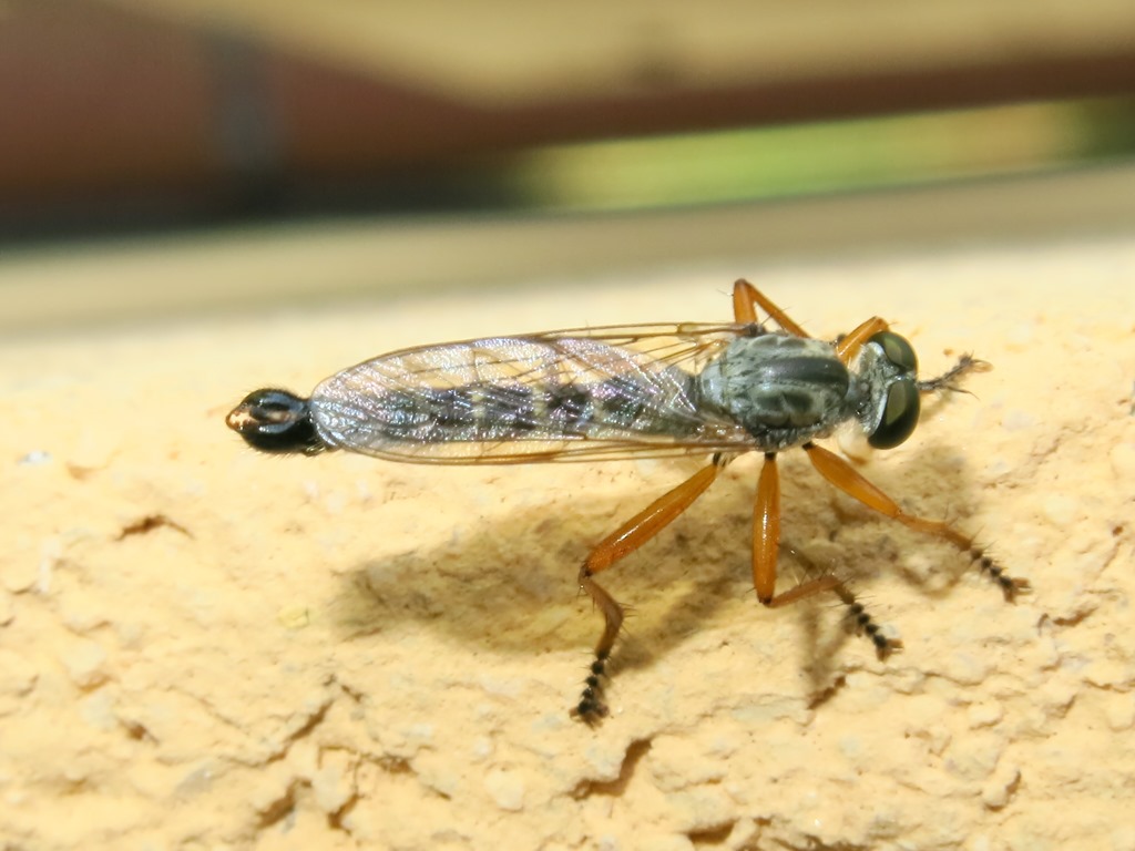 Asilidae - Neomochtherus pallipes maschio e femmina? Si