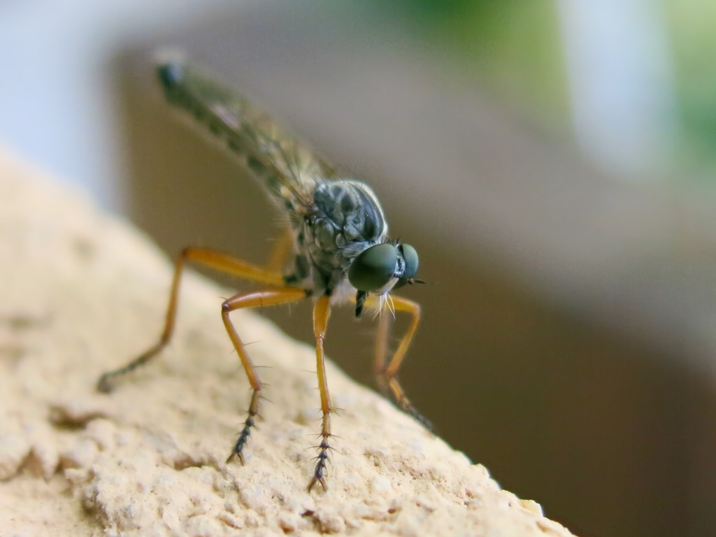 Asilidae - Neomochtherus pallipes maschio e femmina? Si