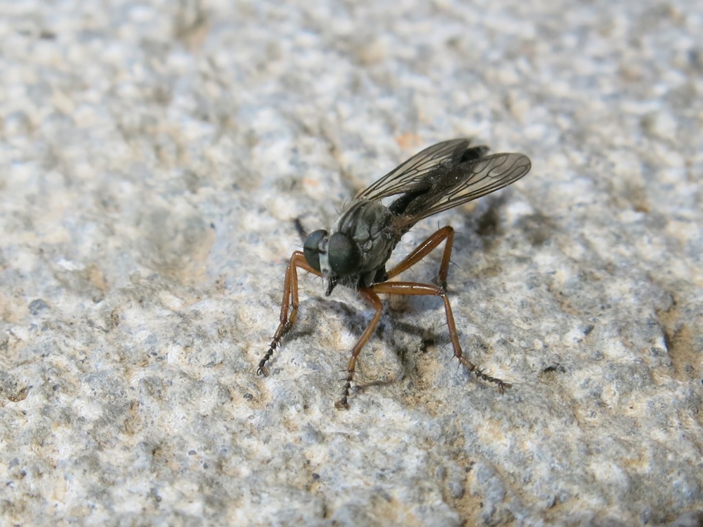 Asilidae - Neomochtherus pallipes maschio e femmina? Si