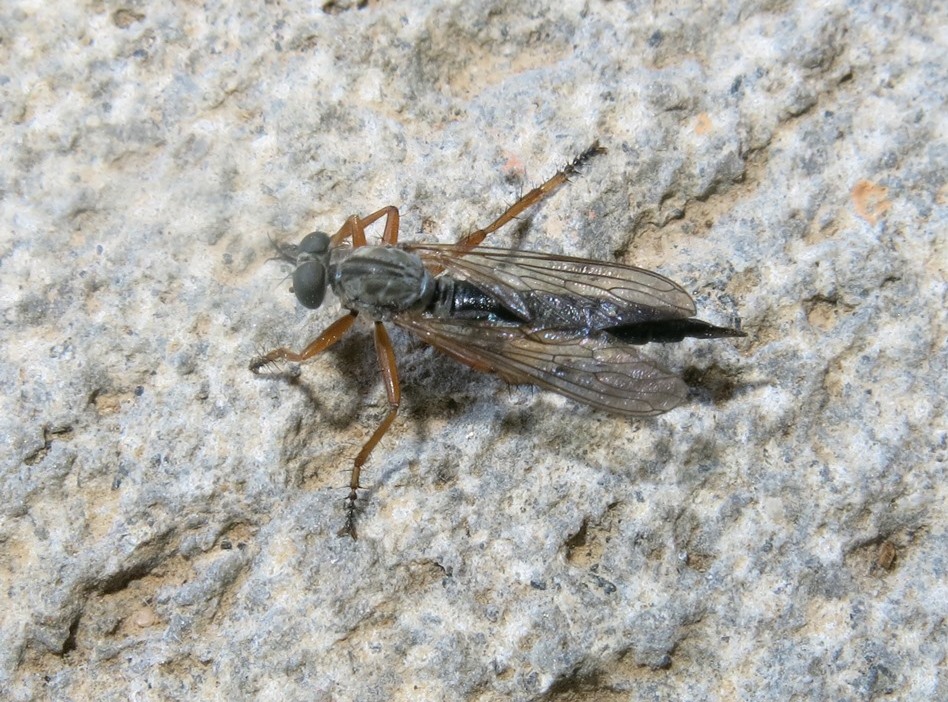 Asilidae - Neomochtherus pallipes maschio e femmina? Si