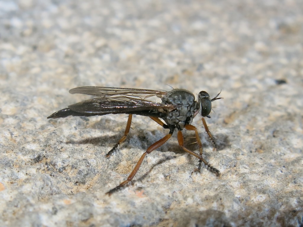 Asilidae - Neomochtherus pallipes maschio e femmina? Si