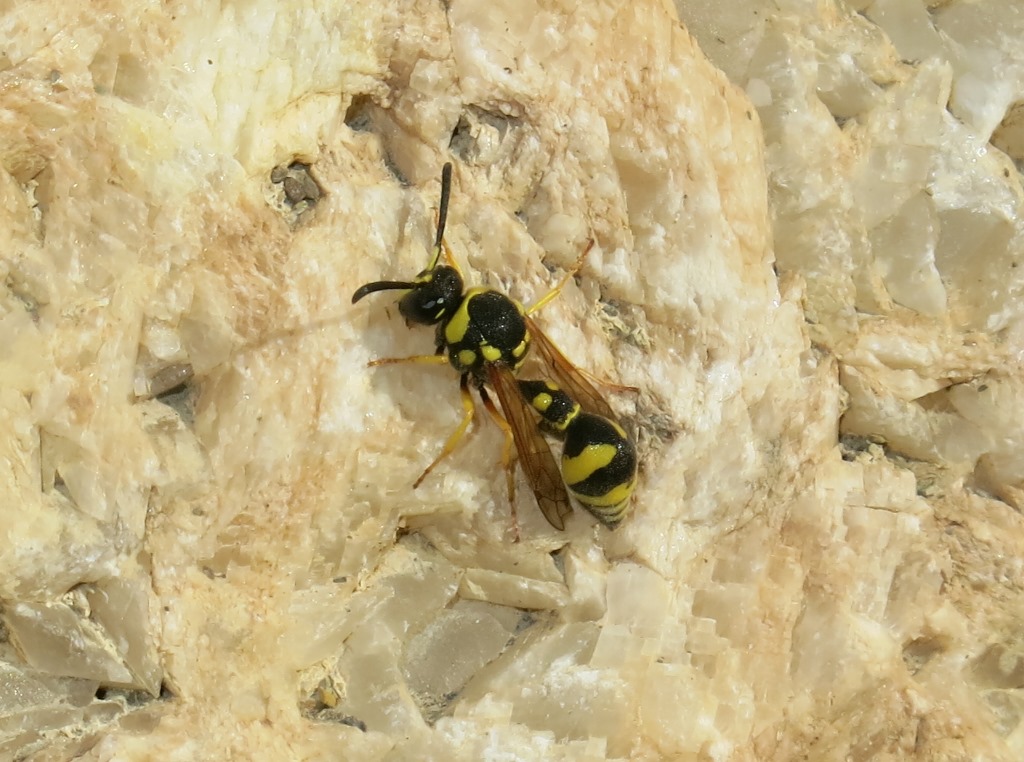 Vespidae Eumeninae: Eumenes sp.