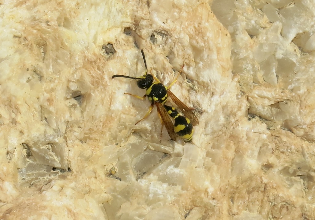 Vespidae Eumeninae: Eumenes sp.