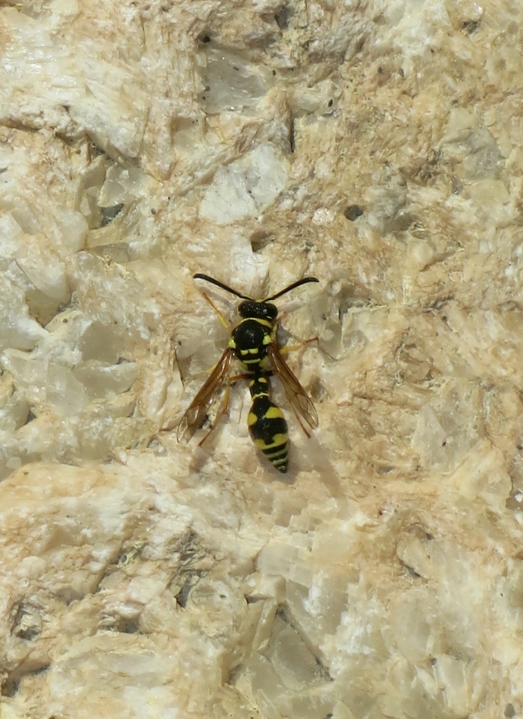 Vespidae Eumeninae: Eumenes sp.