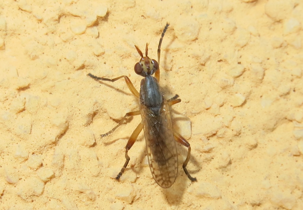 Sciomyzidae - Dichetophora obliterata? Si