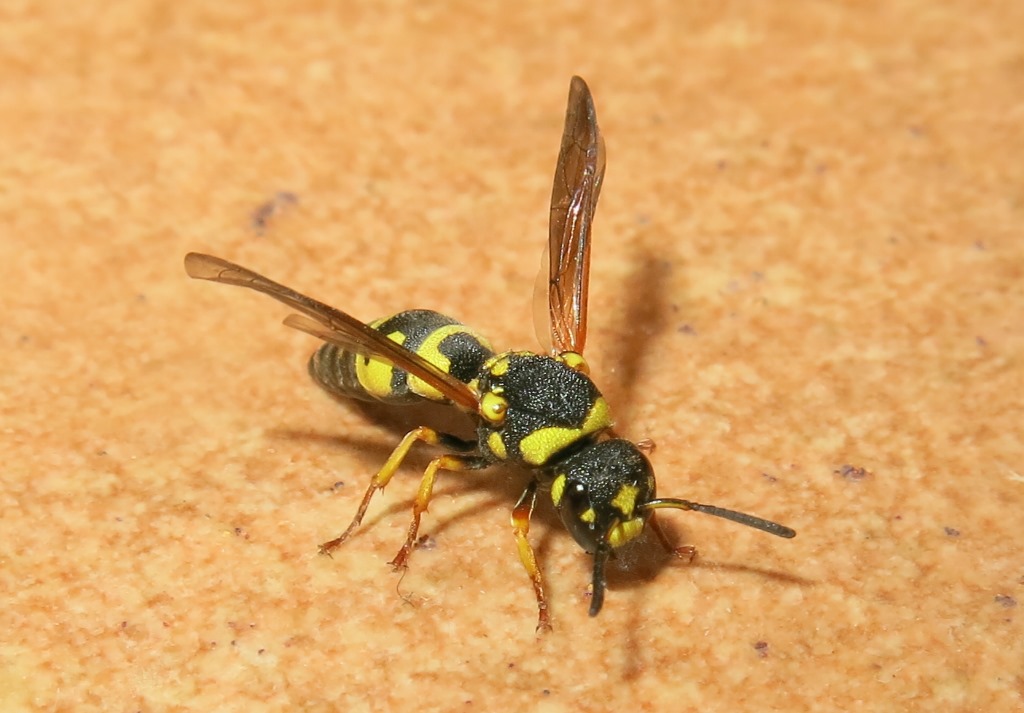 Vespidae Eumeninae:  Parodontodynerus ephippium