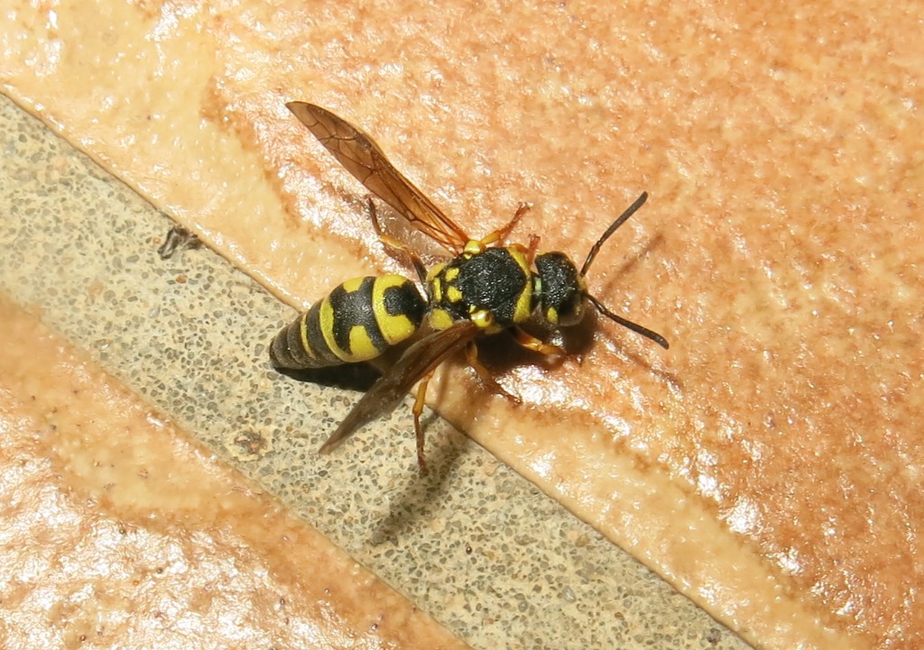 Vespidae Eumeninae:  Parodontodynerus ephippium