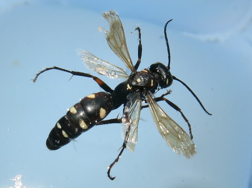 Pompilidae - Cryptocheilus variabilis