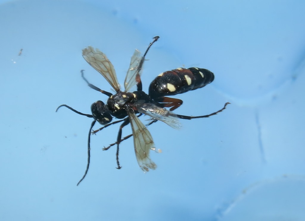 Pompilidae - Cryptocheilus variabilis