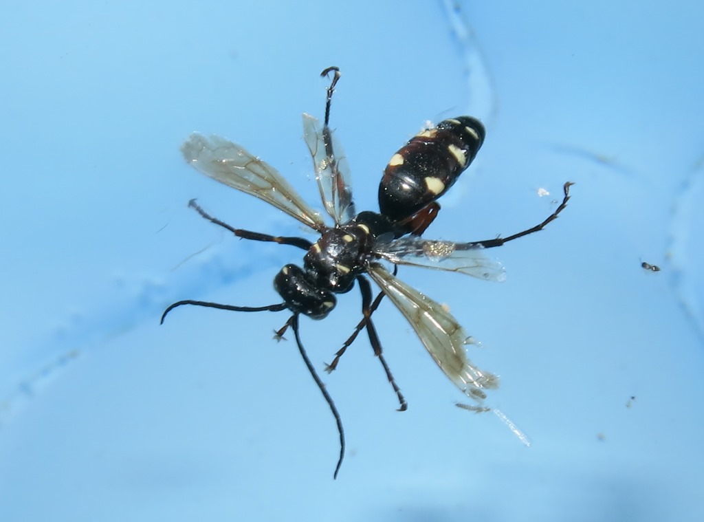 Pompilidae - Cryptocheilus variabilis