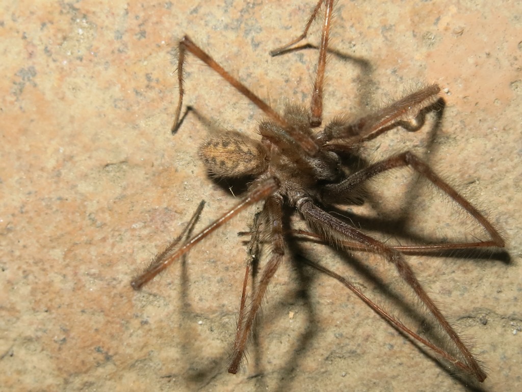 Angelenidae - Tegenaria parietina  - Acquapendente (VT)